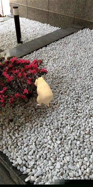 我的仓鼠无限金币版截图